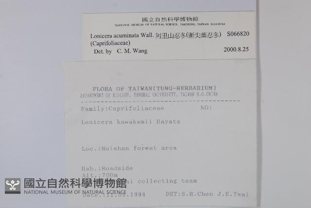 阿里山忍冬、漸尖葉忍冬藏品圖，第2張