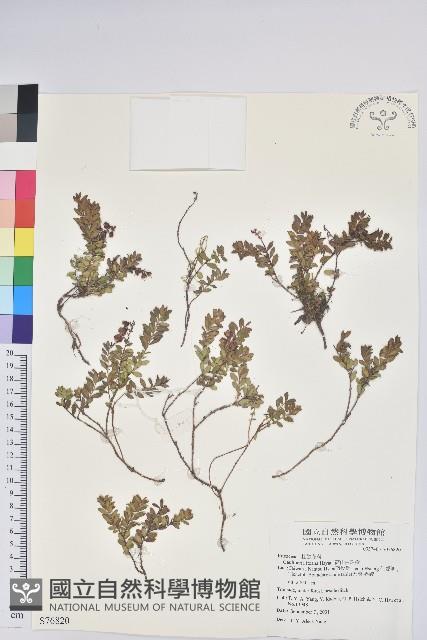 高山白珠樹藏品圖，第1張