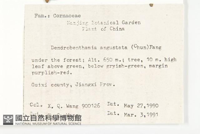 尖葉四照花藏品圖，第2張