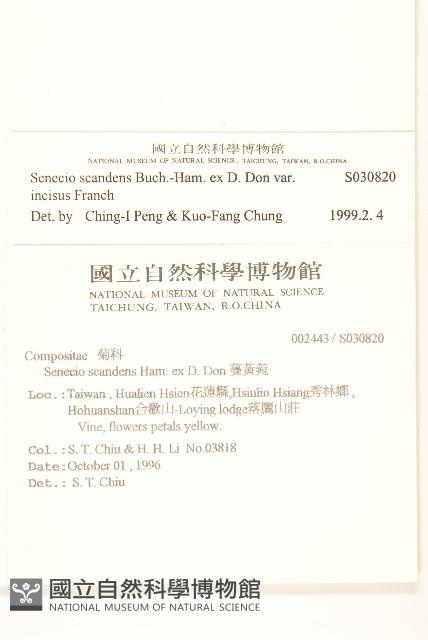 裂葉蔓黃菀藏品圖，第2張