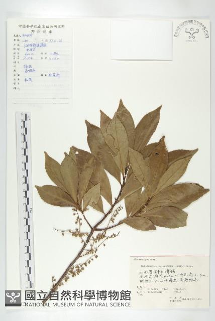 杜英、山杜英、蘭嶼杜英藏品圖，第1張