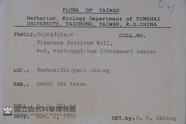 狹葉莢迷藏品圖，第2張