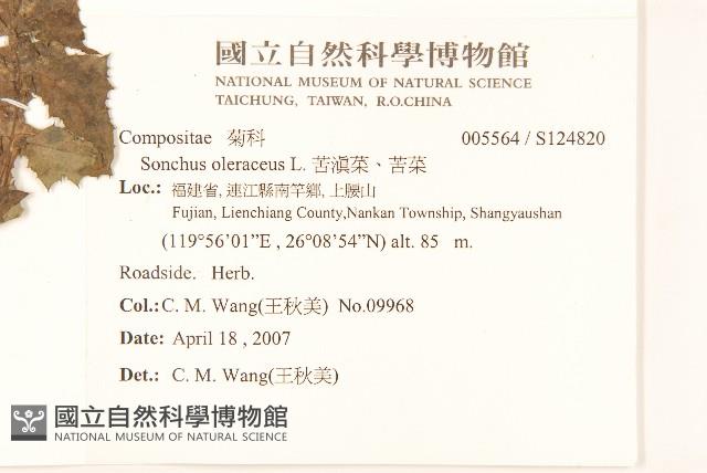 苦滇菜、苦菜藏品圖，第2張