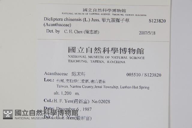 華九頭獅子草藏品圖，第2張