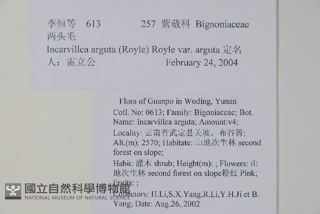 毛子草藏品圖，第2張