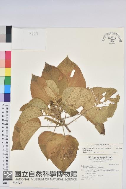 蘭嶼鐵莧、綠島鐵莧藏品圖，第1張