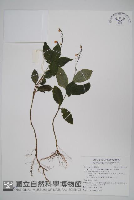 針刺草藏品圖，第1張