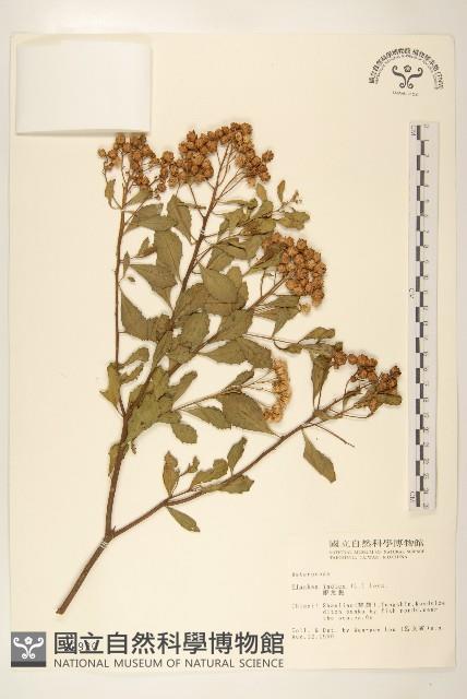 鯽魚膽、闊苞菊藏品圖，第1張