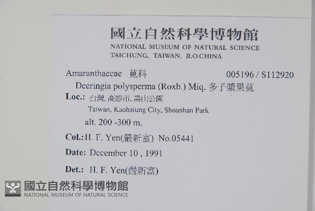 多子漿果莧藏品圖，第2張