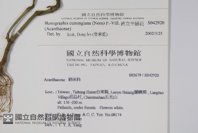 直立半插花藏品圖，第2張