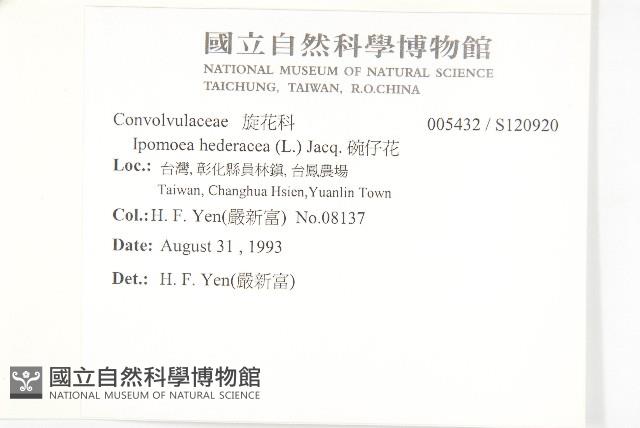 碗仔花藏品圖，第2張