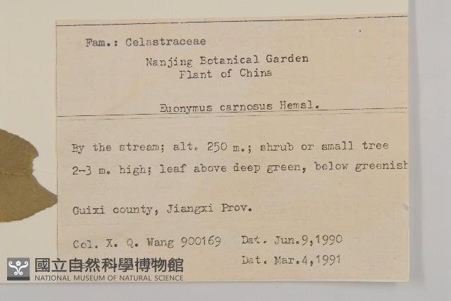 厚葉衛矛, 源一木藏品圖，第2張