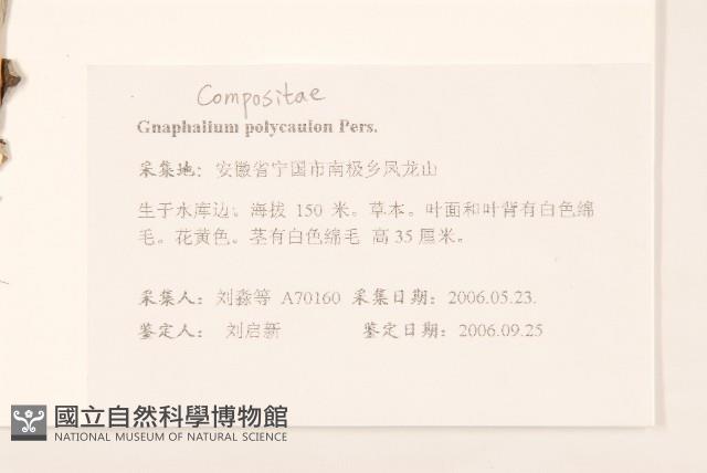 多莖鼠麴草藏品圖，第2張