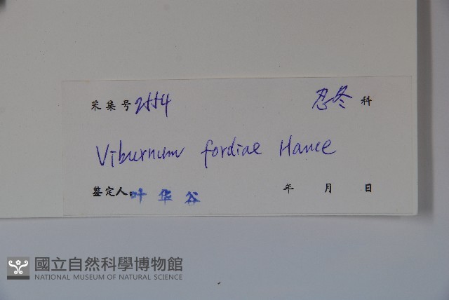 南方莢迷藏品圖，第2張
