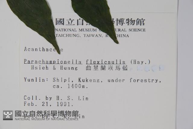 曲莖馬藍藏品圖，第2張