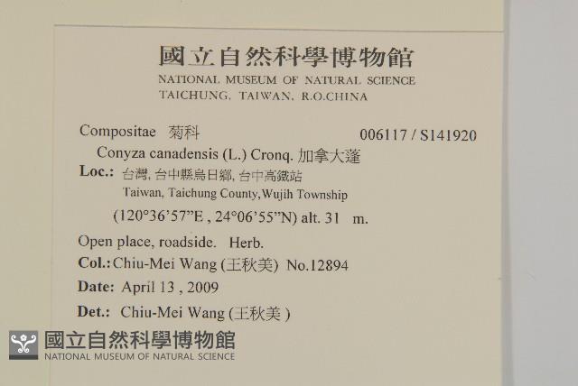 加拿大蓬藏品圖，第2張