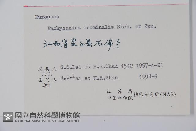 頂蕊三角咪藏品圖，第2張