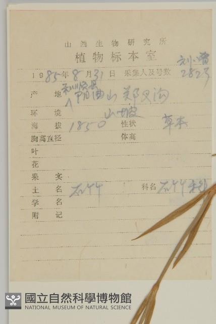 瞿麥藏品圖，第2張