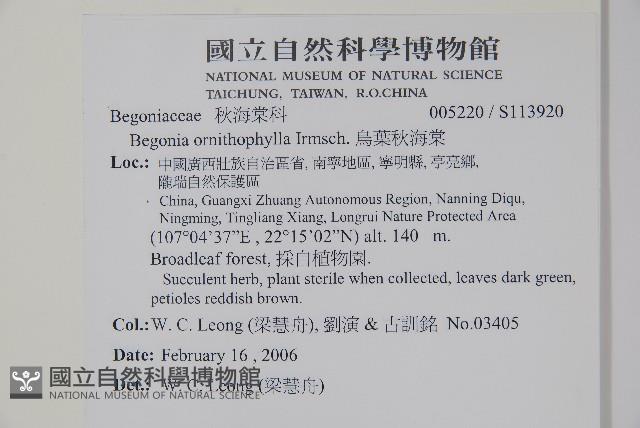 烏葉秋海棠藏品圖，第2張