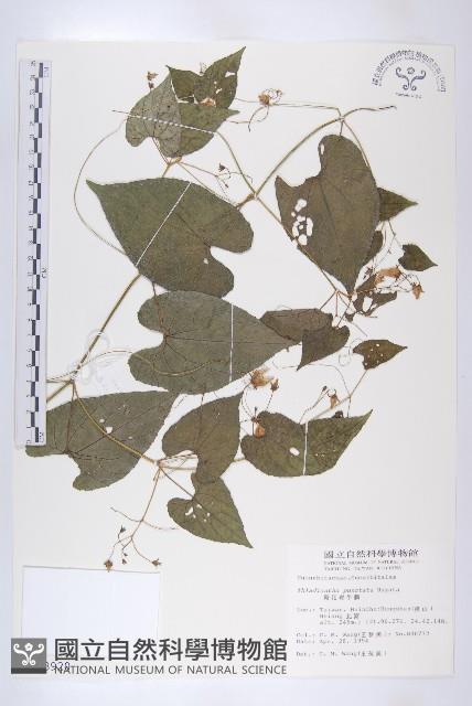 斑花青牛膽藏品圖，第1張