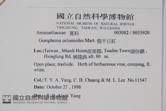 假千日紅藏品圖，第2張