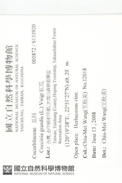 紅瓜藏品圖，第2張