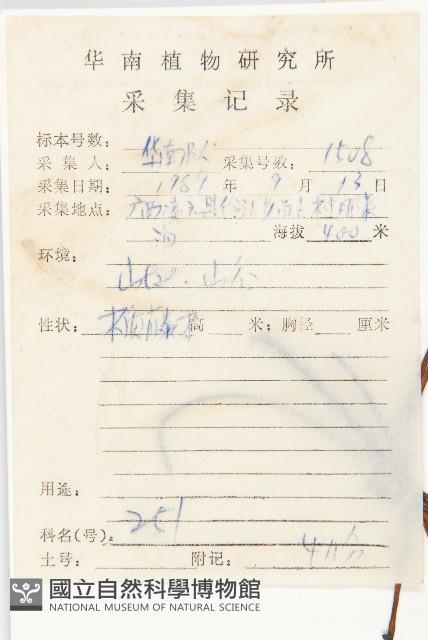 日本菟絲子藏品圖，第2張