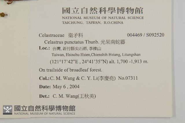 光果南蛇藤藏品圖，第2張