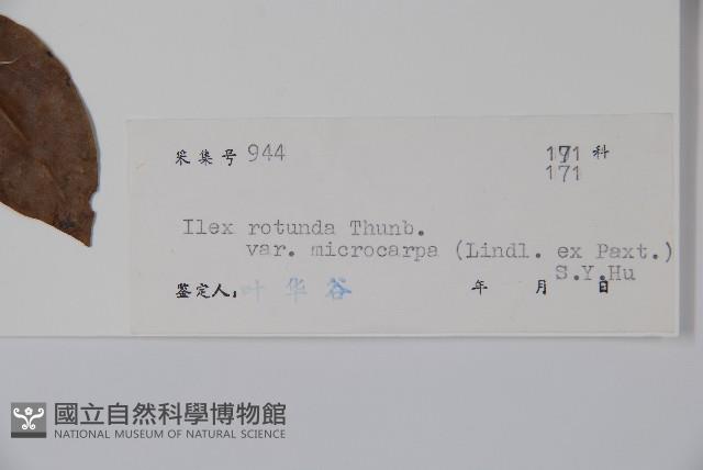 細果鐵冬青藏品圖，第2張