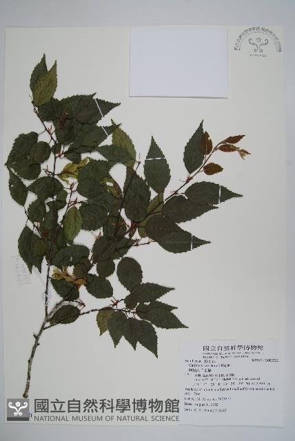 阿里山千金榆藏品圖，第1張