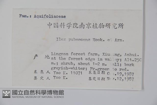 密毛假黃楊藏品圖，第2張