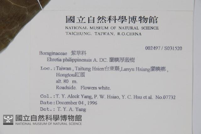 蘭嶼厚殼樹藏品圖，第2張