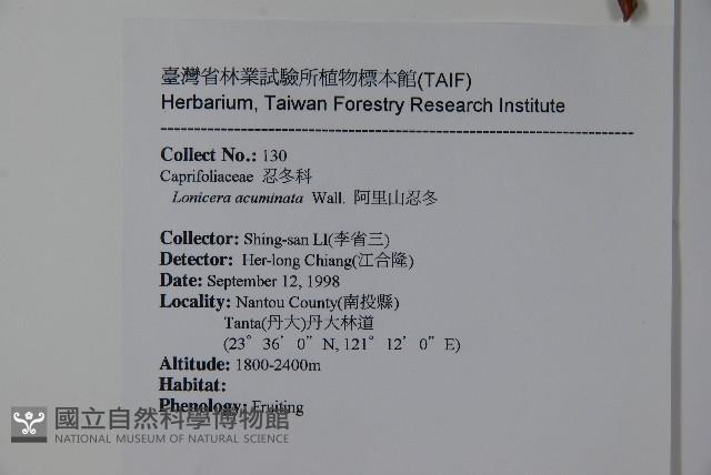 阿里山忍冬、漸尖葉忍冬藏品圖，第2張