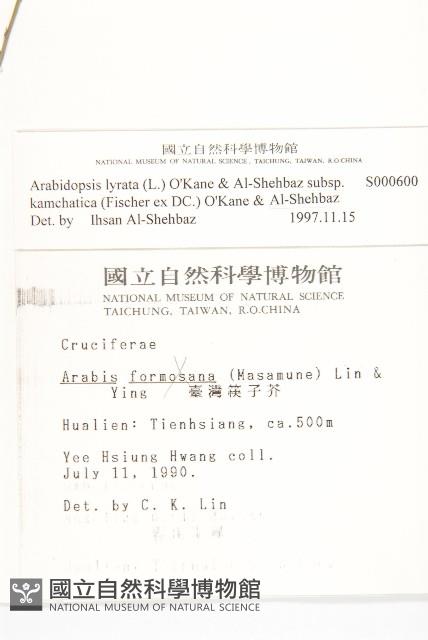 玉山筷子芥藏品圖，第2張