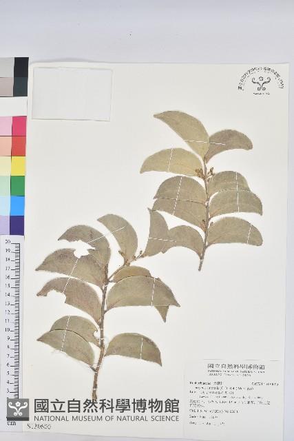 鐵色藏品圖，第1張