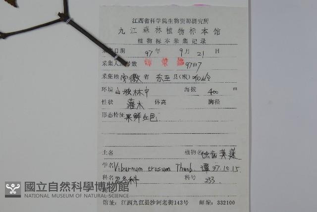 松田氏莢迷、宜昌莢迷藏品圖，第2張