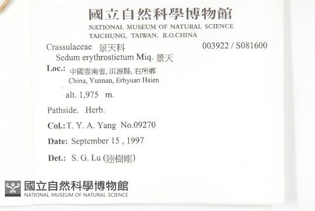 景天藏品圖，第2張