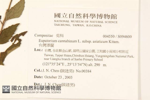 台灣澤蘭藏品圖，第2張