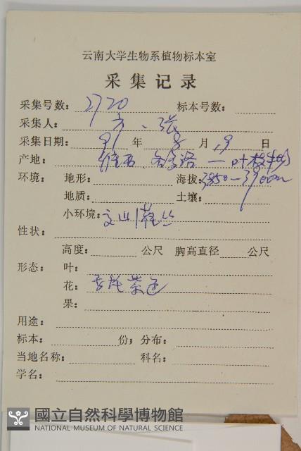 卷葉黃精藏品圖，第2張