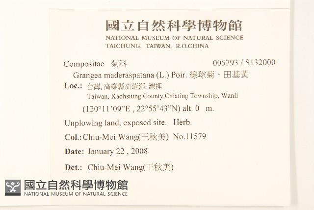 線球菊、田基黃藏品圖，第2張