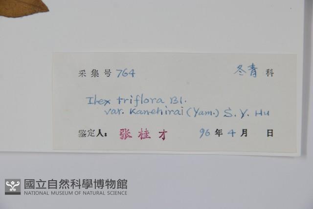 金平氏冬青藏品圖，第2張