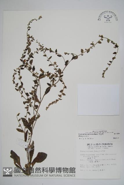 盾果草藏品圖，第1張