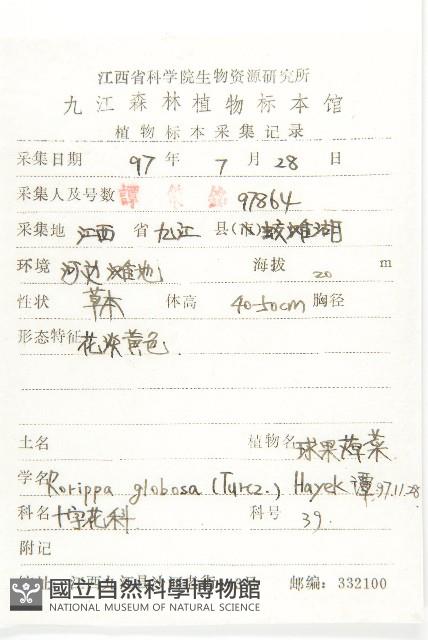 風花菜、球果山芥菜藏品圖，第2張