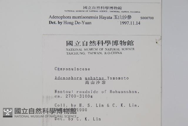 玉山沙參藏品圖，第2張