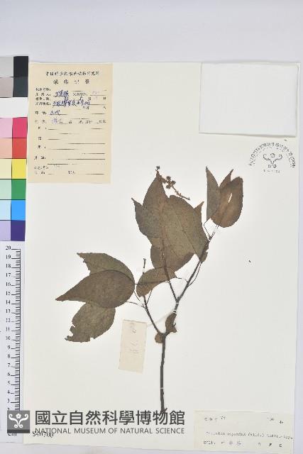 扛香藤藏品圖，第1張