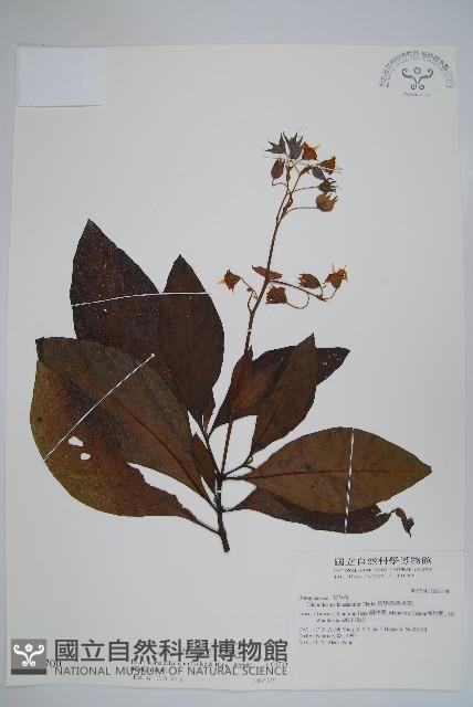 假酸漿藏品圖，第1張