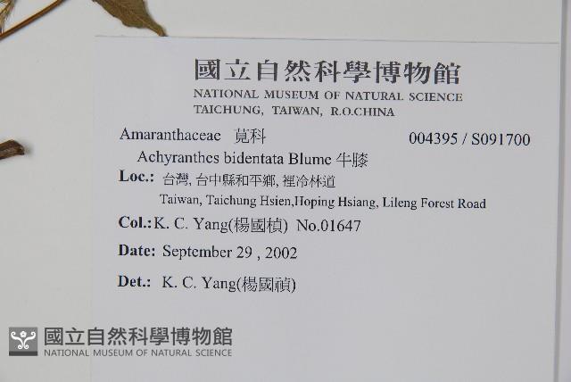 牛膝藏品圖，第5張