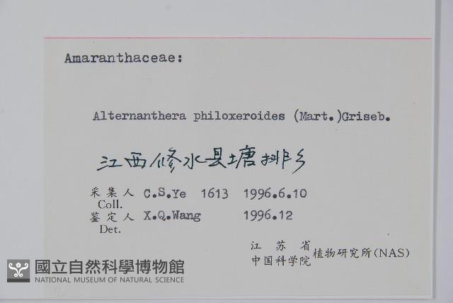 空心蓮子草藏品圖，第2張