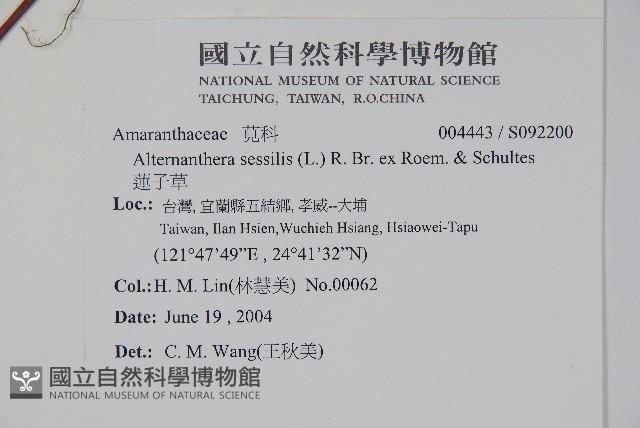 蓮子草藏品圖，第2張