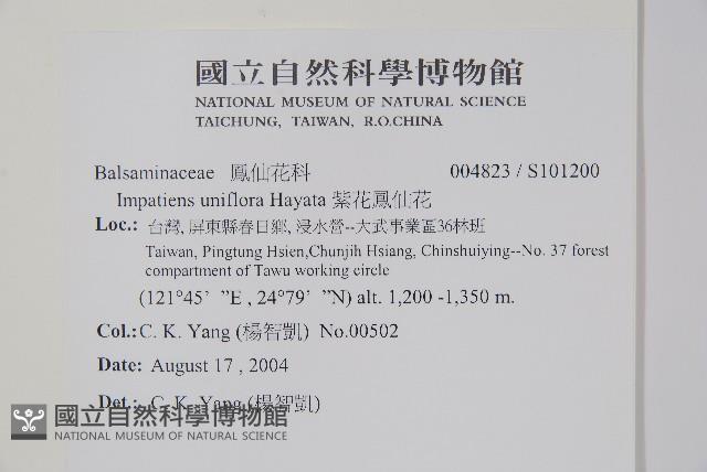 紫花鳳仙花藏品圖，第2張